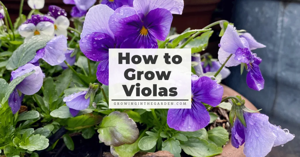 Step-by-Step Guide for Growing Viola from Seeds