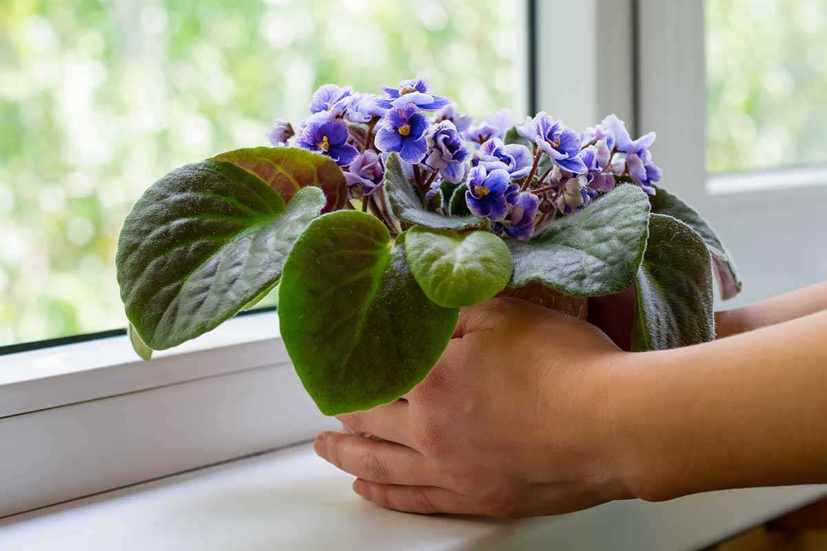 Pruning and Pinching Violets