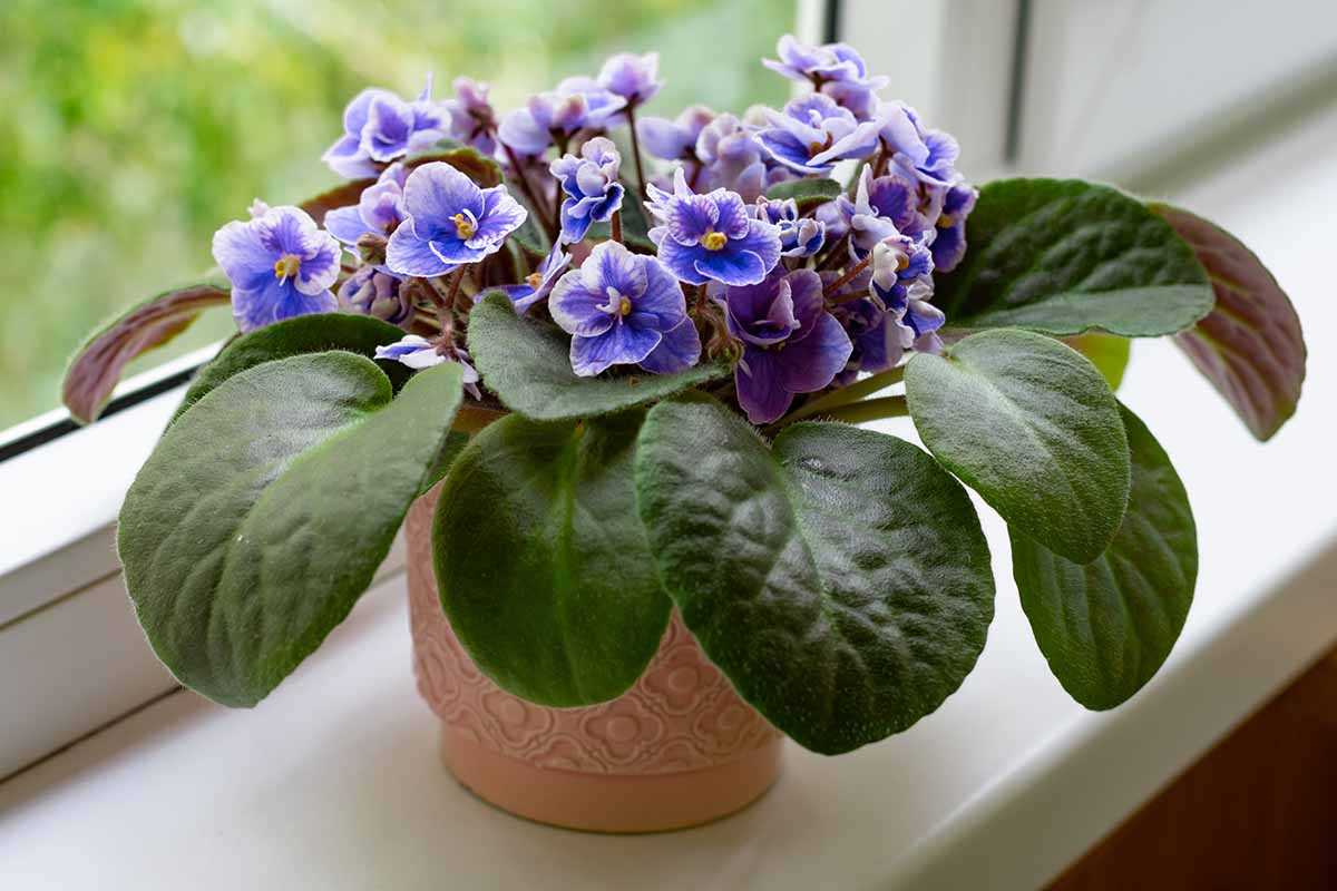 Fertilizing Your Violets