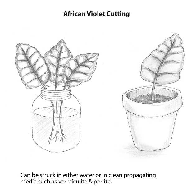 Two methods for multiplying violets