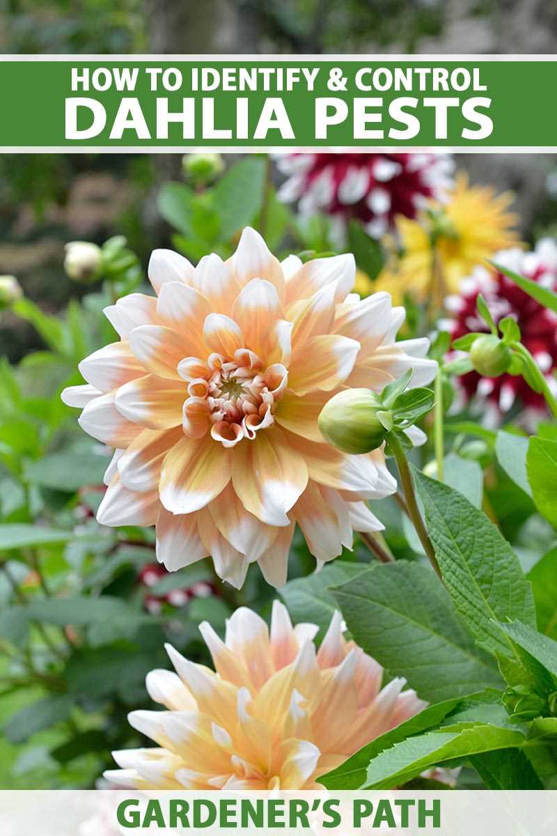 viral diseases of dahlias lets see if anything c 3g8bza0s