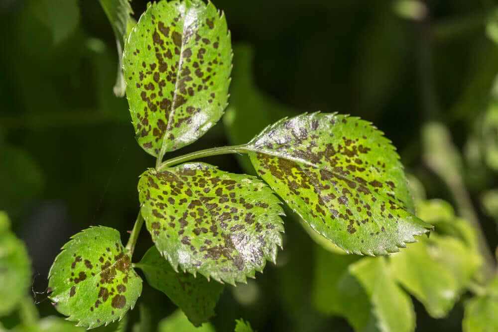 Common Types of Viral Diseases in Indoor Plants