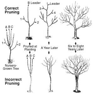 walnut pruning how to prune a tree that doesnt l 33wqg88c