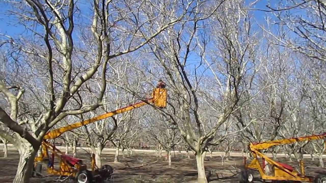 Tips for Pruning a Resistant Walnut Tree