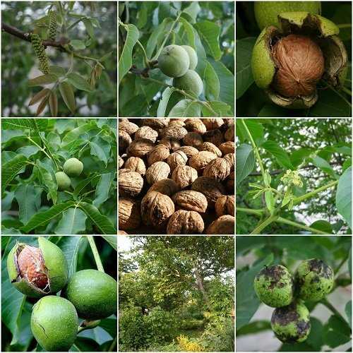 walnuts growing in the garden species hpvph2l8