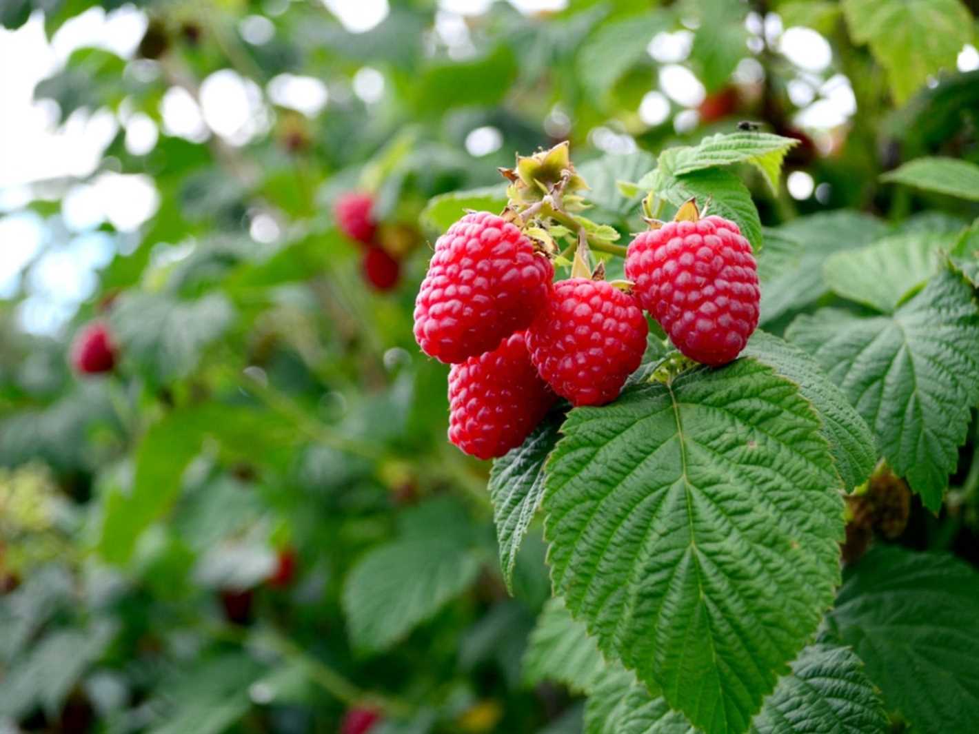 Importance of Watering for Raspberry Plants