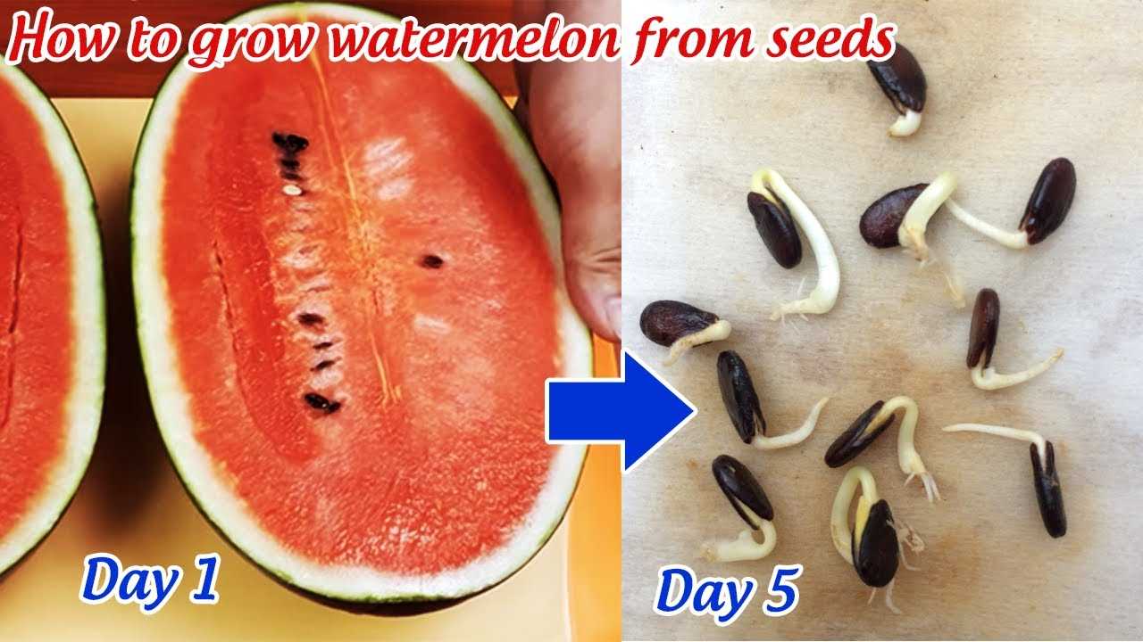 4. Seed Quality