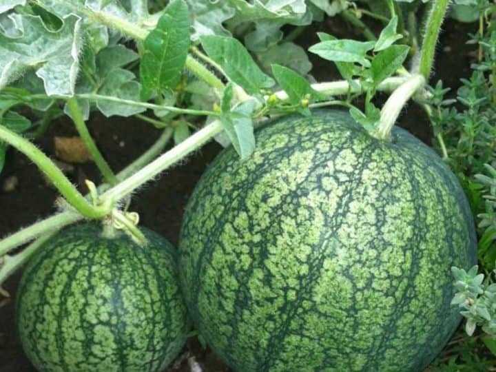 Watermelon Seed Selection