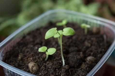 Aquaponics: Growing Seedlings with Fish