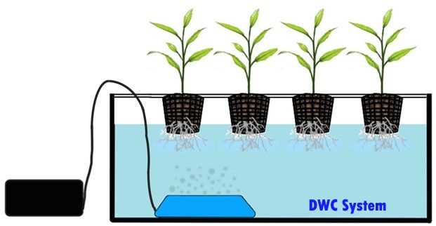 Aeroponics: Growing Seedlings in Mist