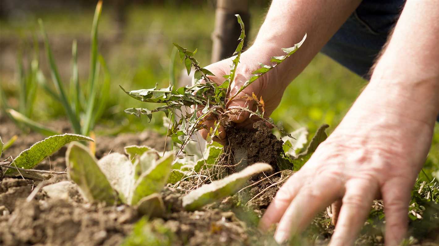 Understanding Weeds: Definition and Importance