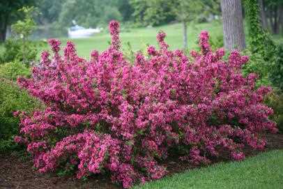 6. Weigela florida 'Midnight Wine'