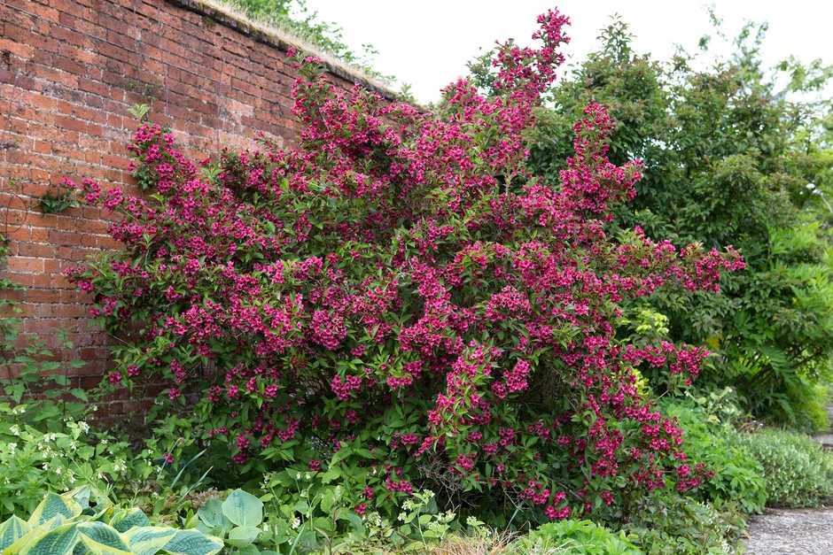 2. Weigela florida 'Bristol Ruby'