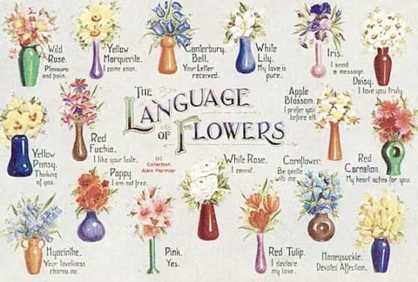 Flower Symbolism in Different Cultures