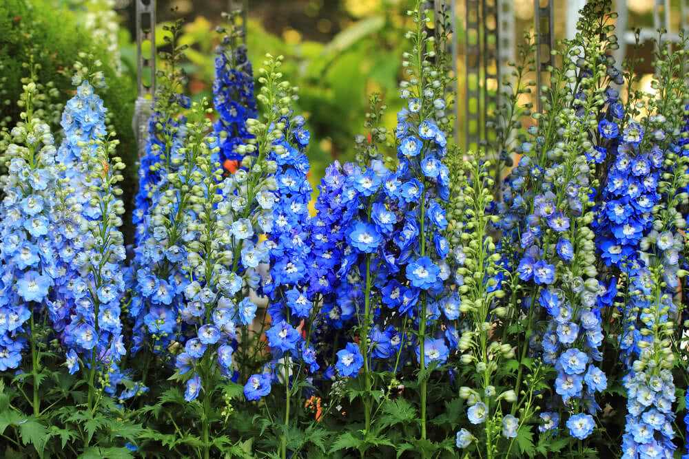 2. Petunias