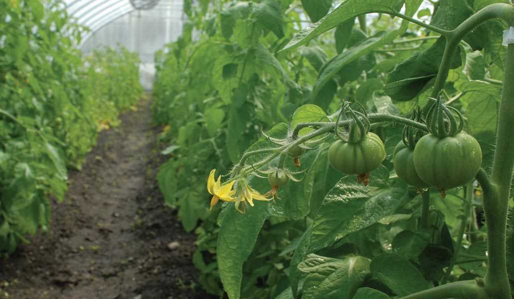  Growing tomatoes in a greenhouse 