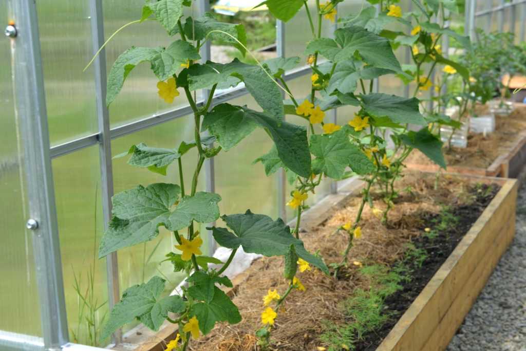 Advantages of greenhouse cultivation