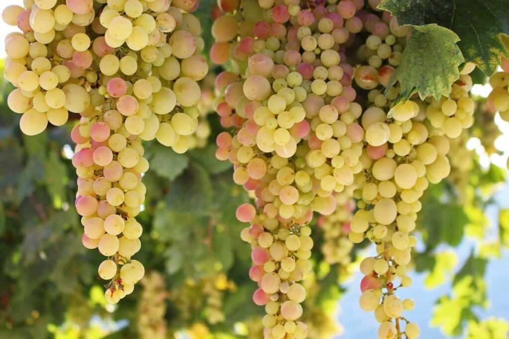 What is the Amirkhan Grape Variety?