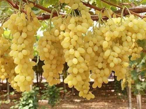 Characteristics of Amirkhan Grape