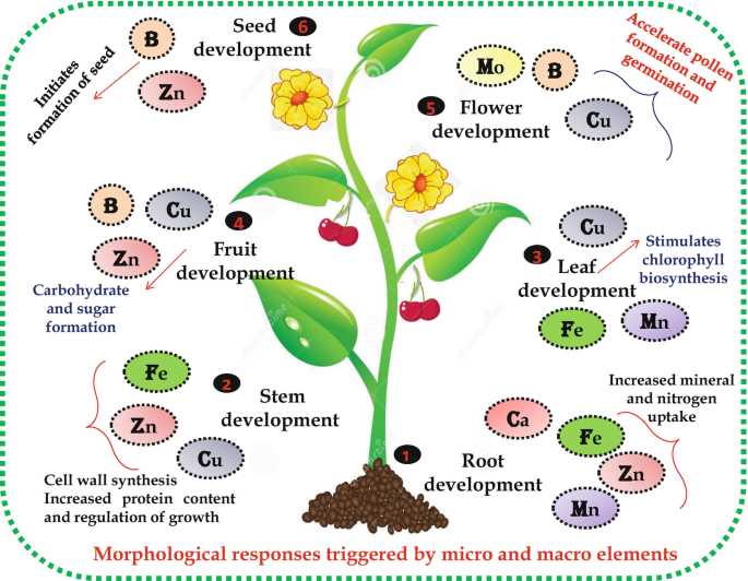 Other Essential Elements for Plants