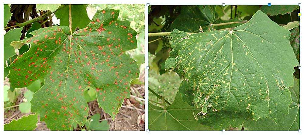 Grapevine Diseases and Their Impact