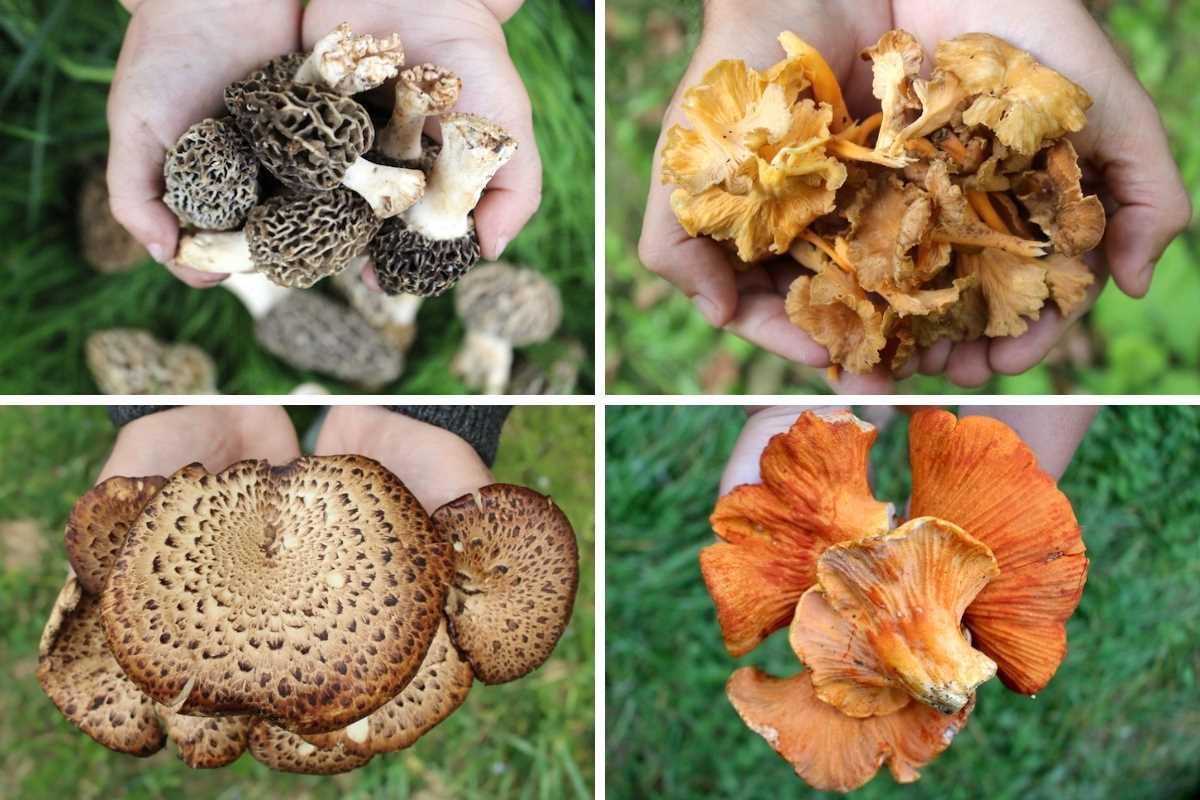 2. Mushrooms Developing Abnormal Shapes or Colors