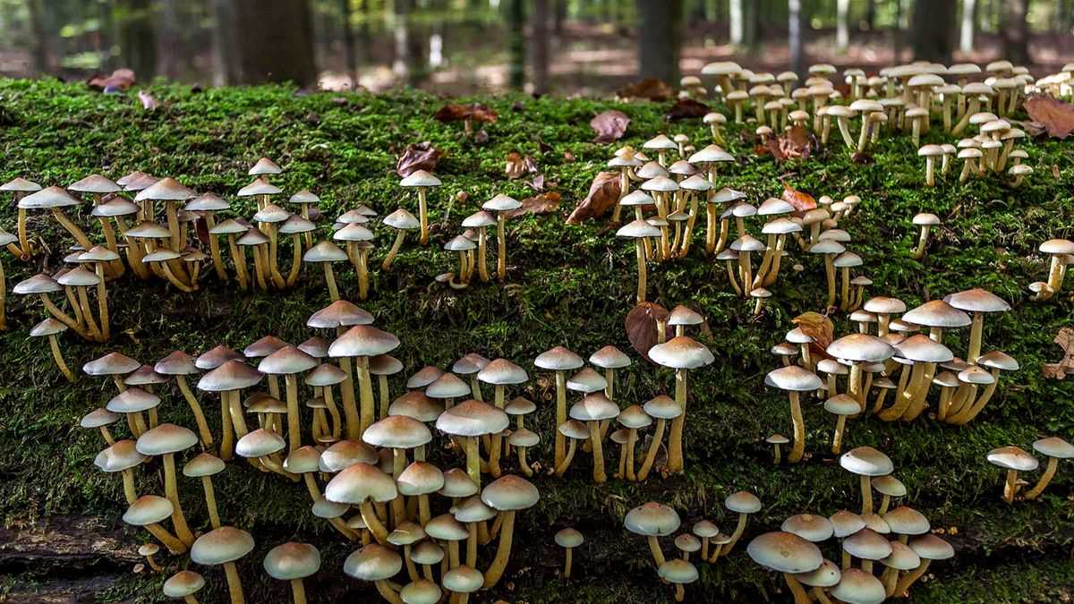 what mushrooms from the forest can be transferred ur6q0j60
