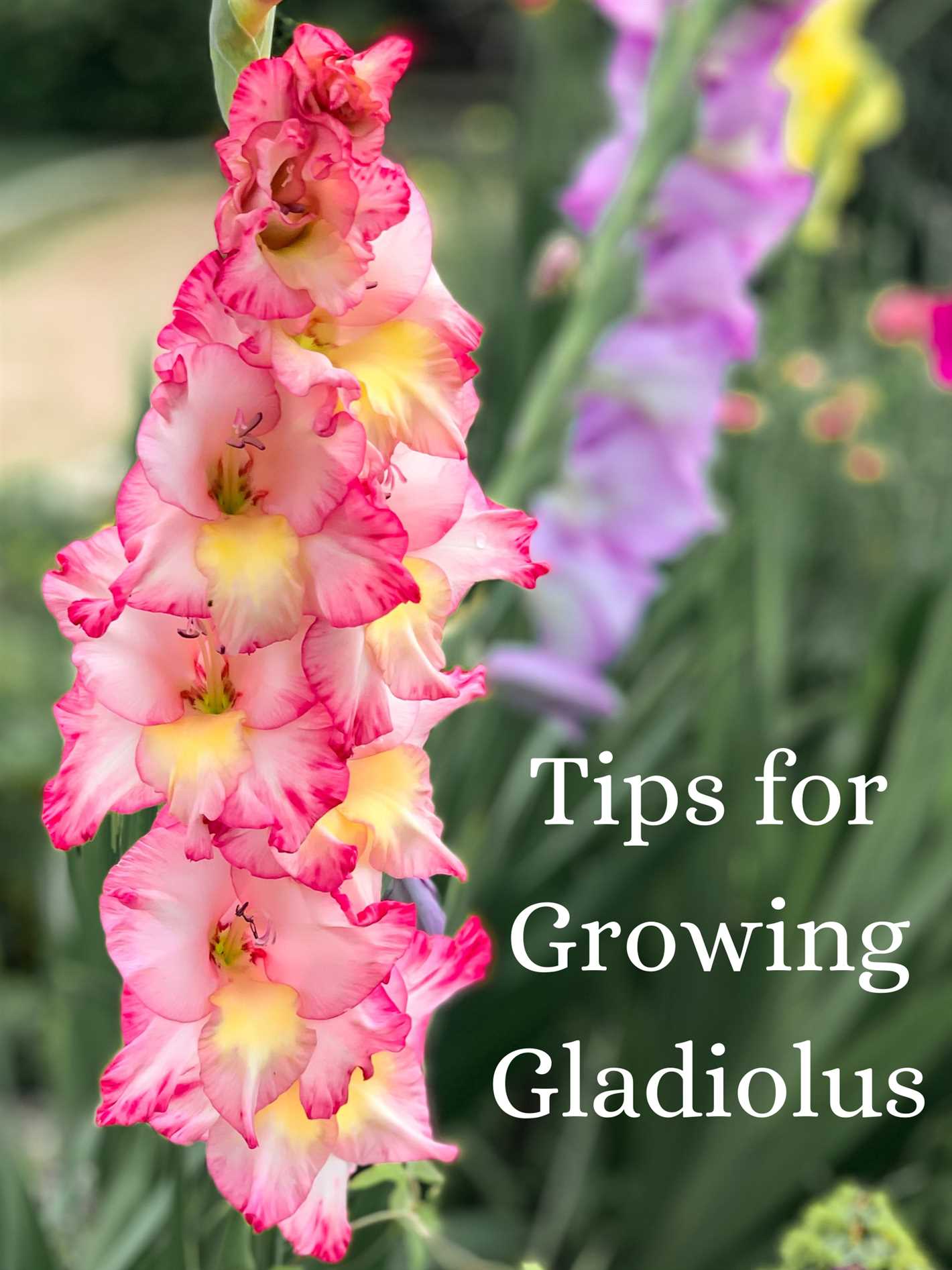 Choosing the Wrong Location for Planting Gladiolus