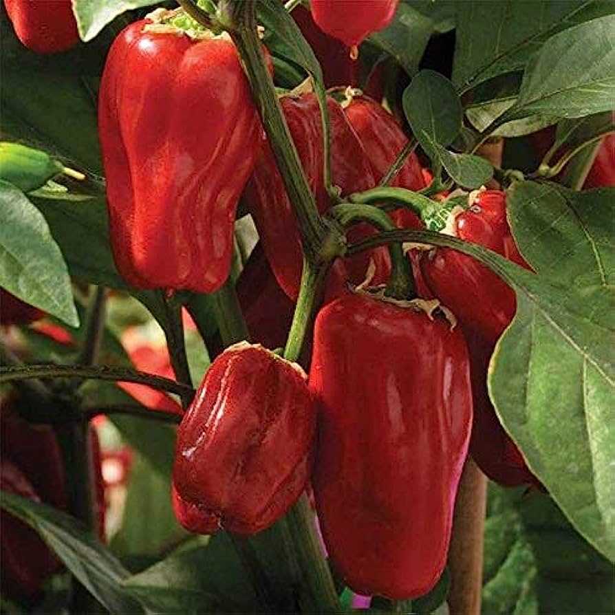 Flavorful Hybrid Pepper B