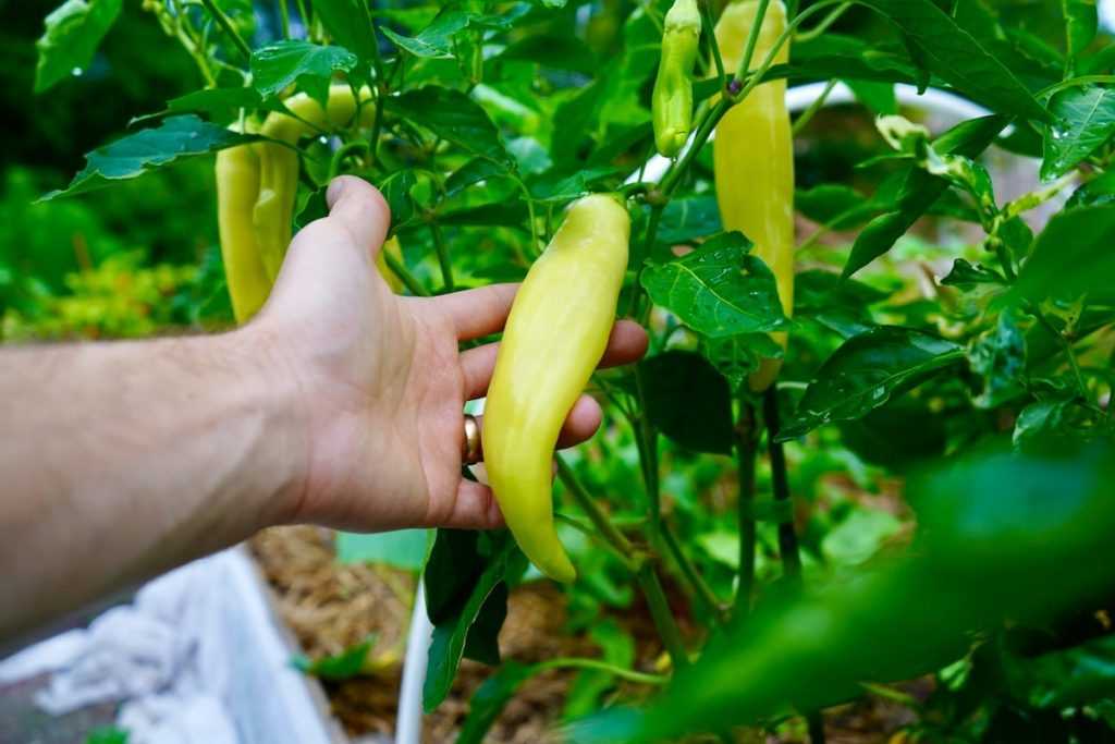 Greenhouse Pepper Varieties