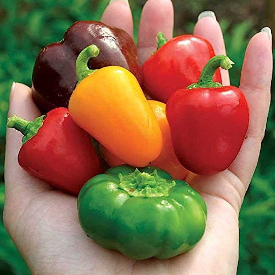 How to harvest peppers