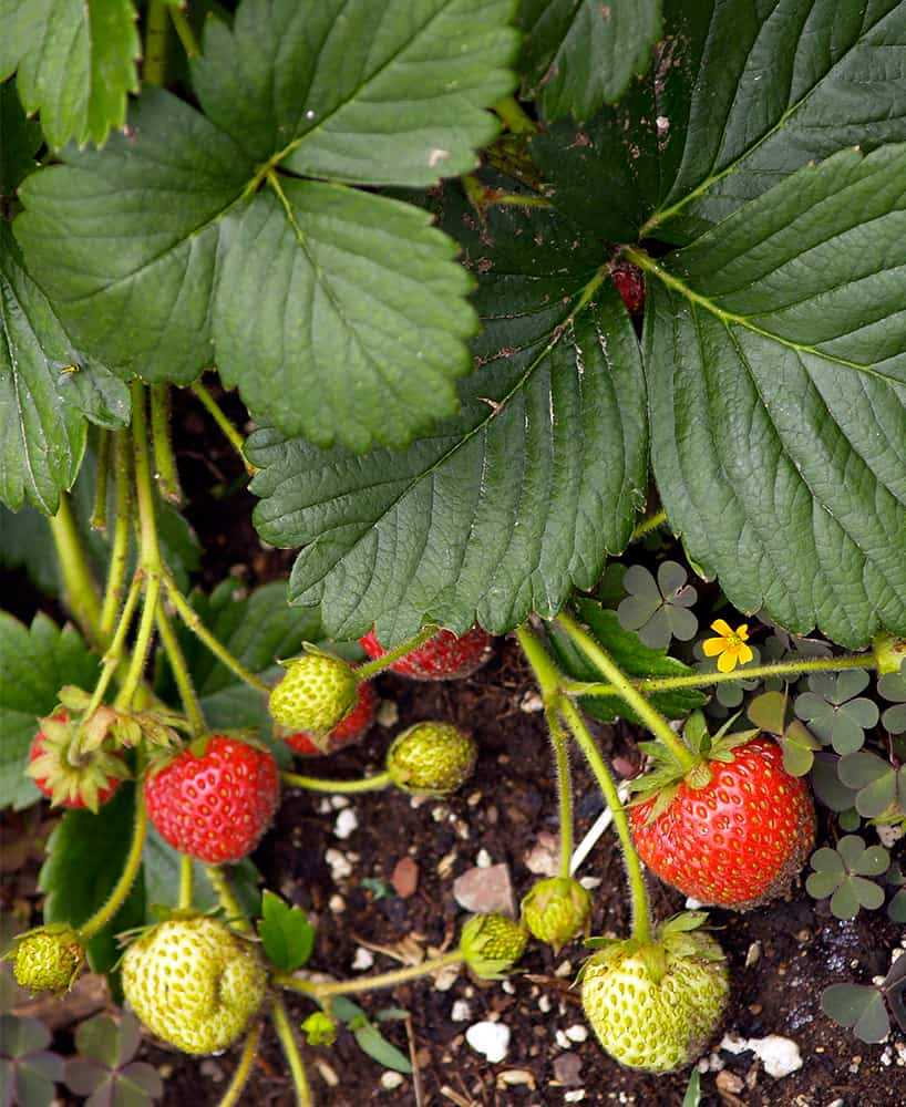 Importance of March Tasks for Strawberry Plants