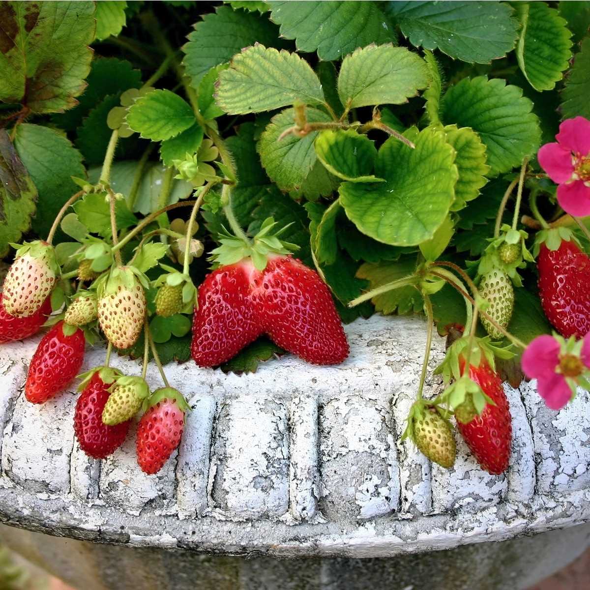 Identifying and Treating Common Strawberry Diseases