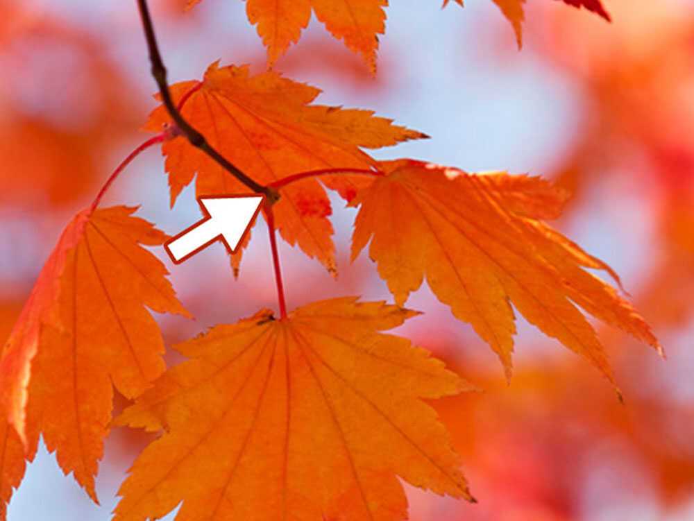 When Should Tree Leaves Fall Naturally?