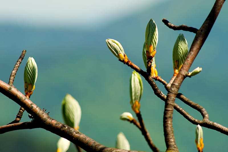 5. Fertilize the seedlings