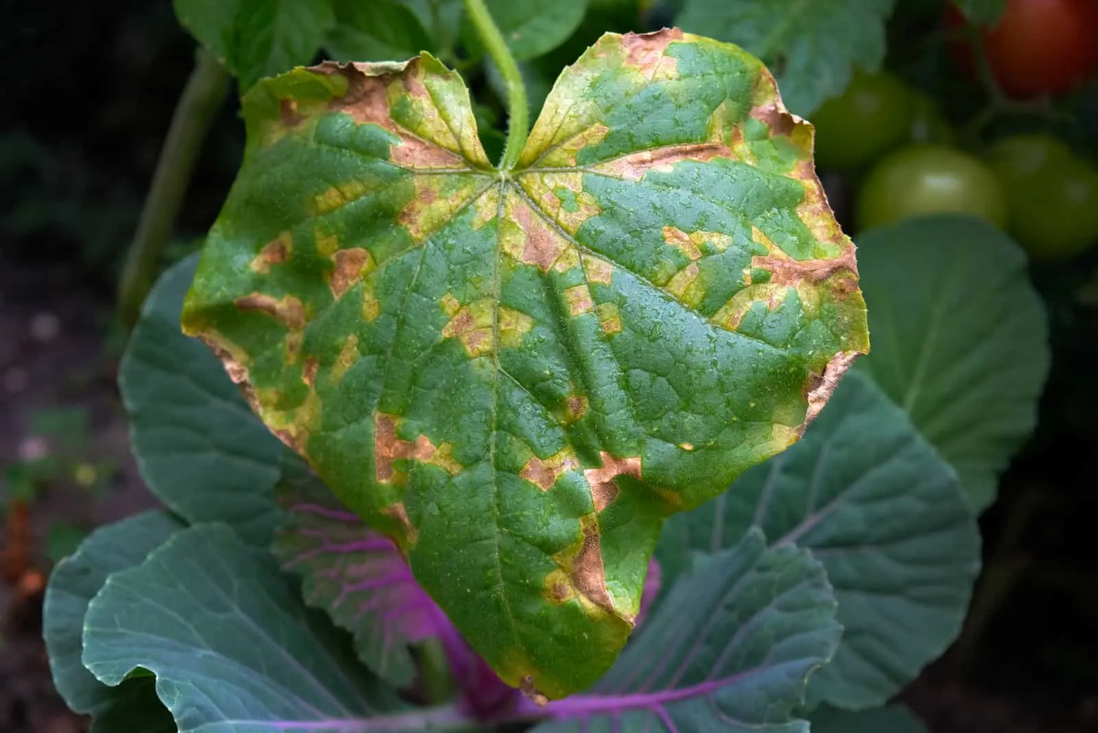 Solutions to yellowing cucumber leaves