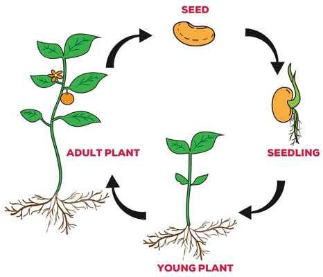 Establishment of Root System