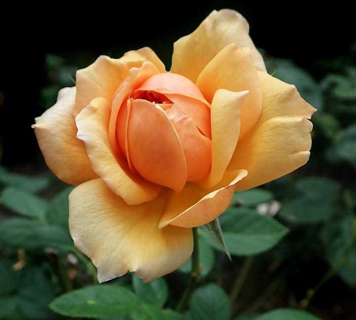 Organic Ways to Improve Soil Fertility for Better Rose Blooming