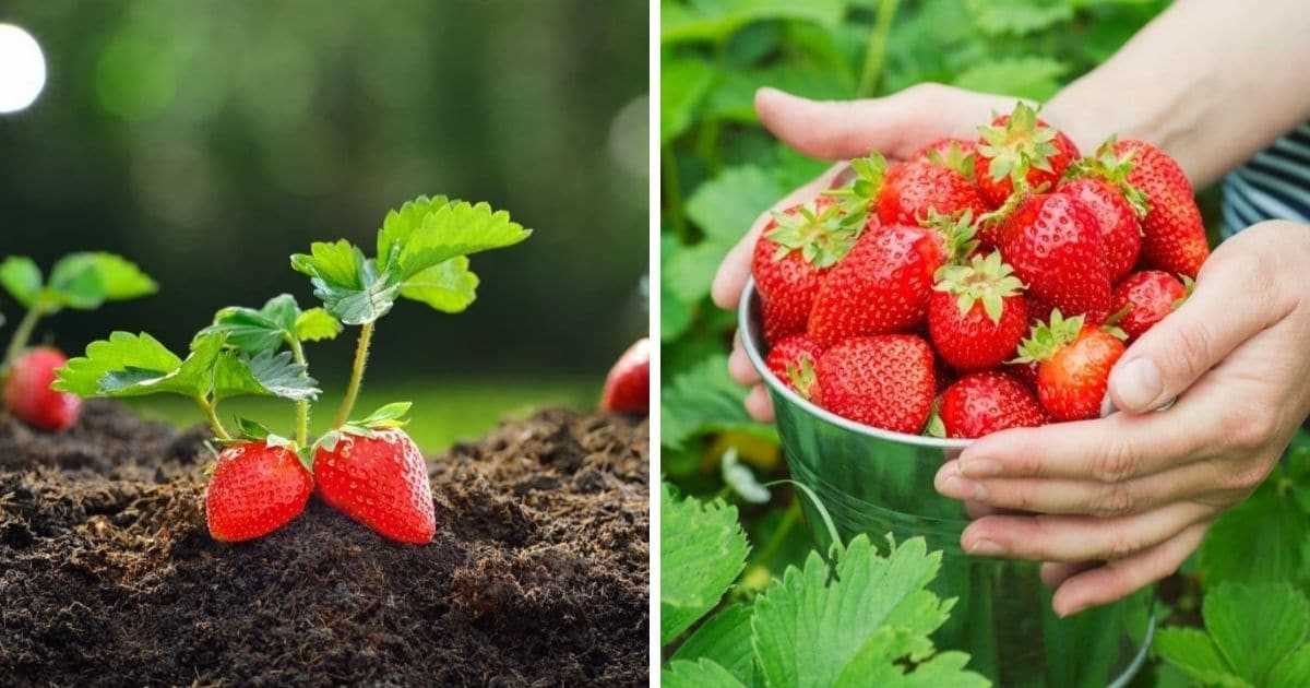 Top Three Fertilisers for Strawberry Harvest