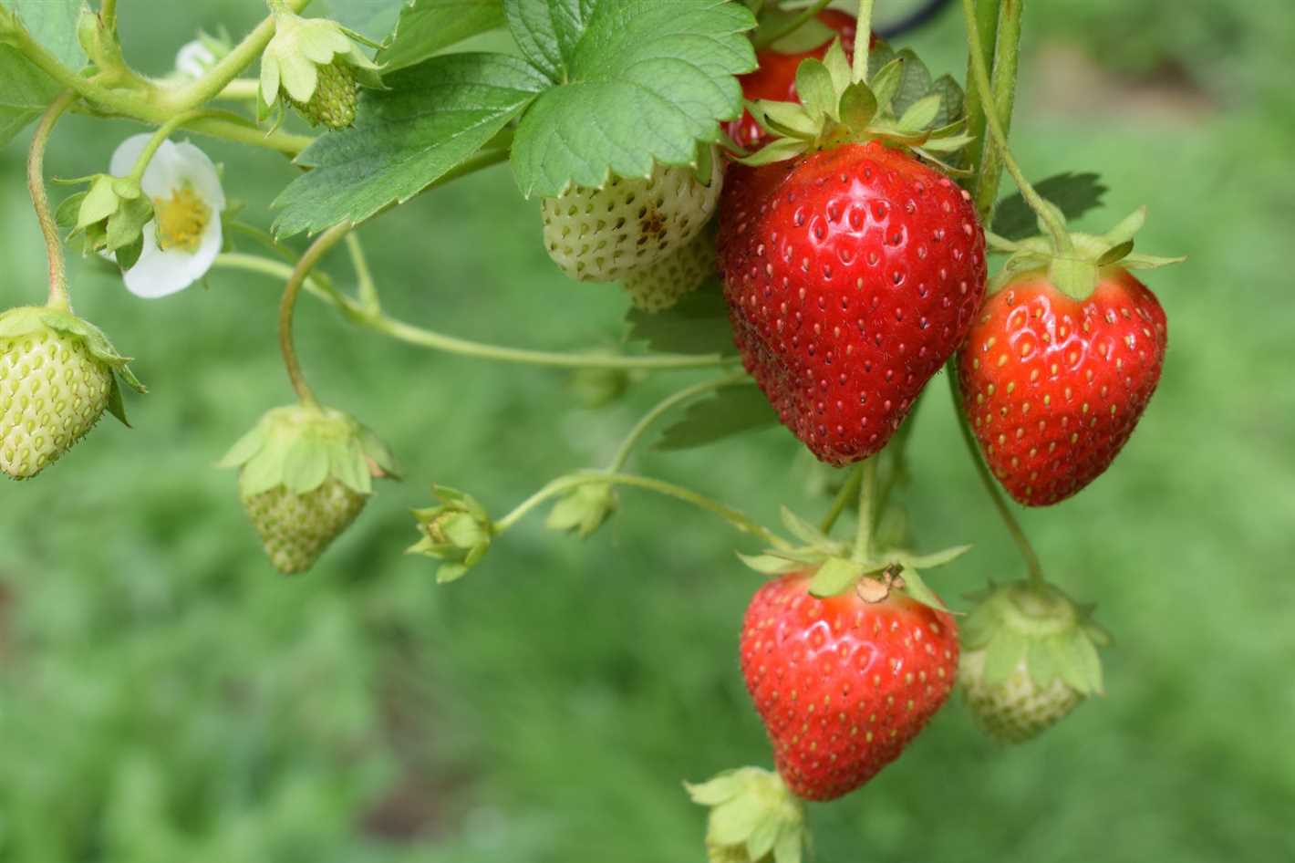 Benefits of Synthetic Fertilisers for Strawberries