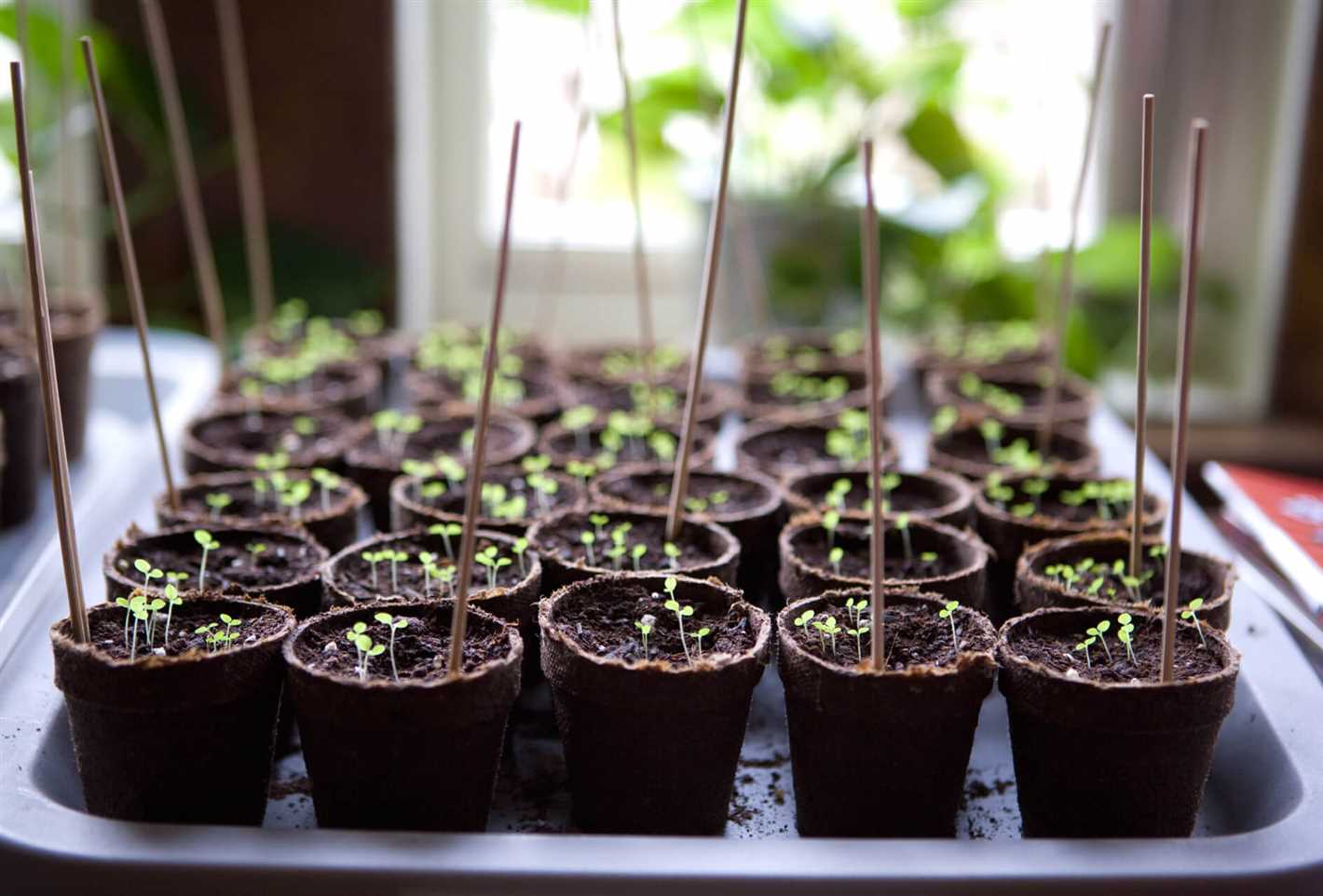 Frost-Tolerant Plants