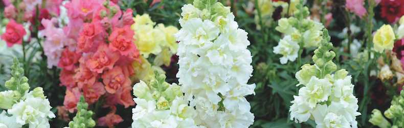 Long-Growing Flowers