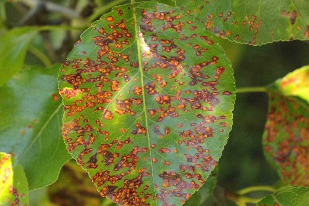 Organic Treatments for Pear Rust: Effective and Environmentally Friendly Solutions