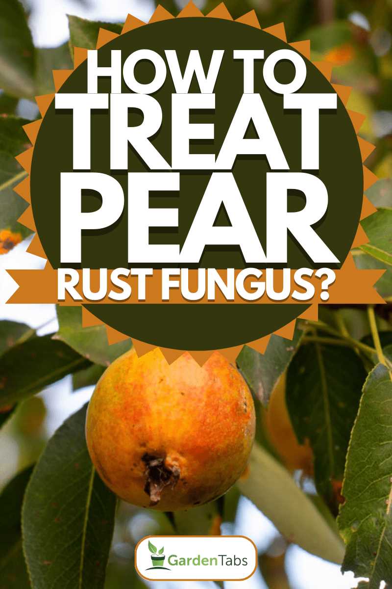 Chemical Treatments for Pear Rust: When and How to Use Them