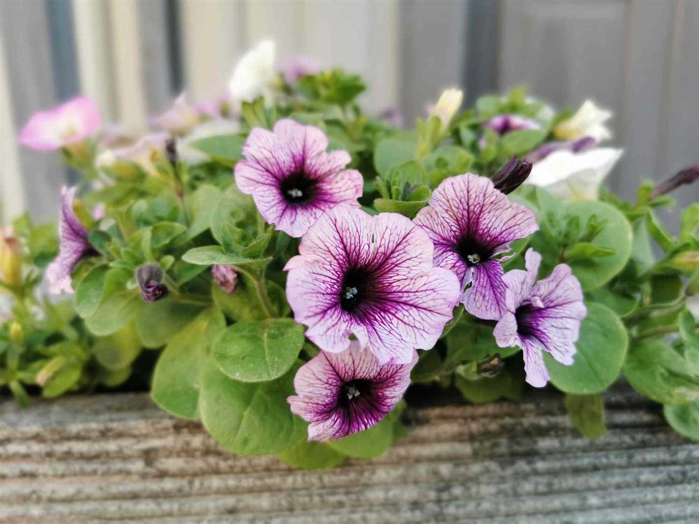 Benefits of Pinching Petunias