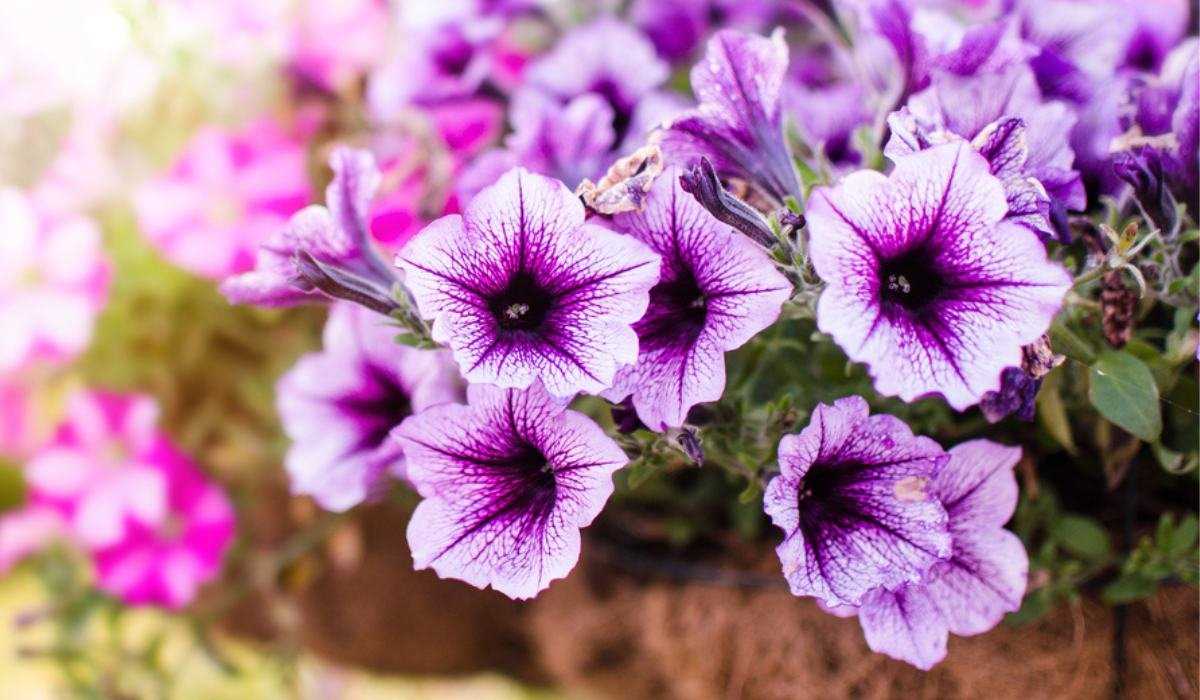 When to Pinch Petunias