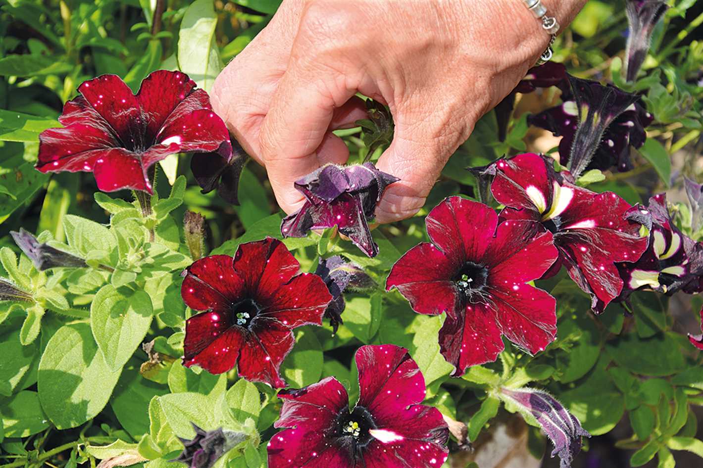 How to Pinch Petunias