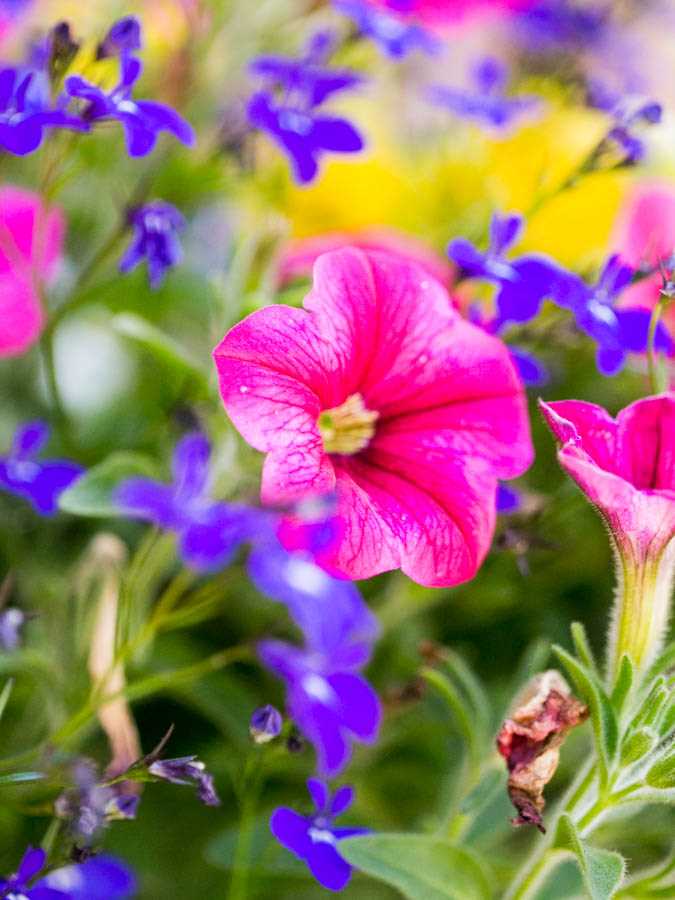 How to Pinch Petunias