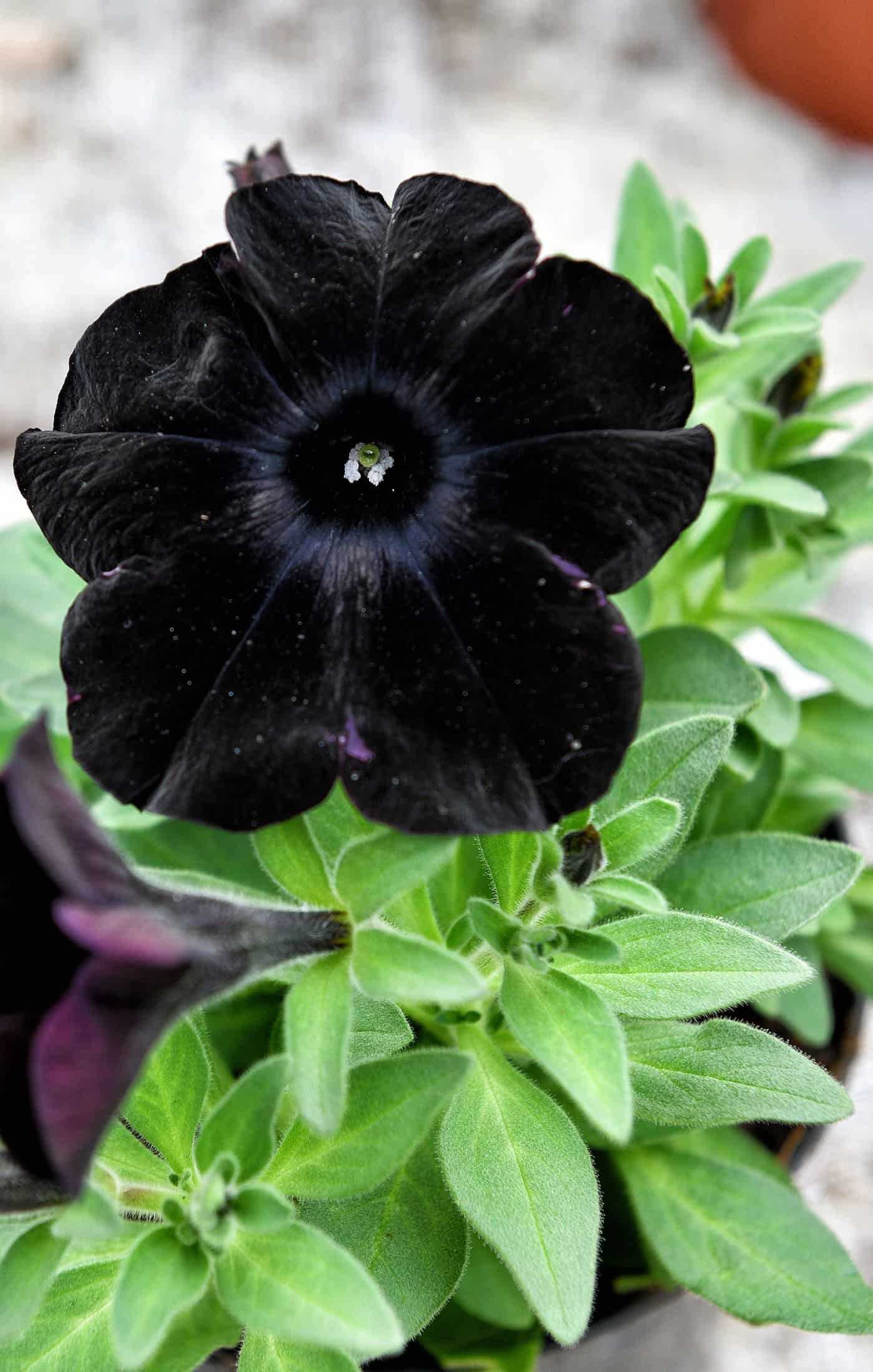 Tips for Successful Pinching Petunias