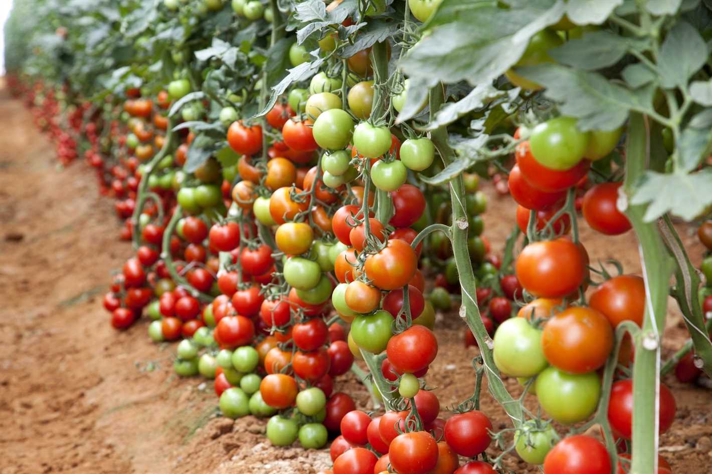 New Hybrid Tomato: [Hybrid Tomato Name]